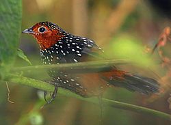 250px-Ocellated_Tapaculo_(Acropternis_orthonyx).jpg