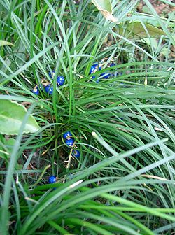 250px-Ophiopogon_japonicus1.jpg