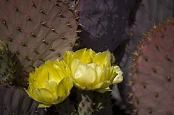 250px-Opuntia_santa-rita.jpg