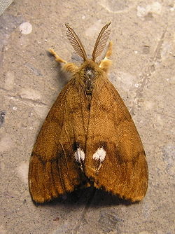 250px-Orgyia_anttiqua_6_beentree.jpg