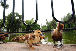 250px-Patitos_en_el_Jard%C3%ADn_del_Rosedal%2C_Buenos_Aires.jpg