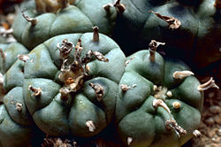 250px-Peyote_Cactus.jpg