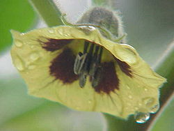 250px-Physalis_peruviana1.jpg