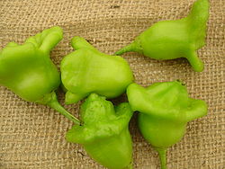 250px-Pimiento_campanilla.jpg