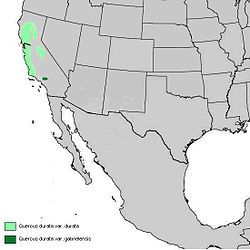250px-Quercus_durata_range_map.JPG