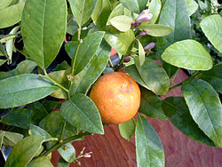 250px-Rangpur_limette.jpg