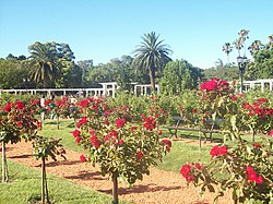 250px-Rosedal_Rosas_rojas.jpg