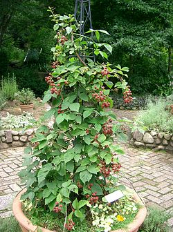 250px-Rubus_fruticosus1.jpg