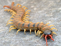 250px-Scolopendra_cingulata_-_D7-08-2291.JPG