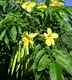 250px-Tecoma_stans,_flowers%2Bpods.jpg