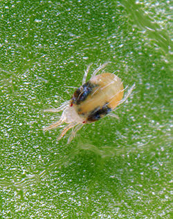 250px-Tetranychus-urticae.jpg