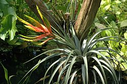 250px-Tillandsia_fasciculata.JPG