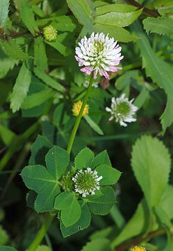 250px-Trifolium_April_2010-2.jpg