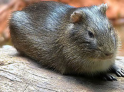 250px-Wildmeerschweinchen-06.jpg