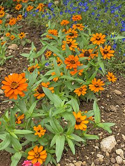 250px-Zinnia_angustifolia_Profusion_Orange.JPG