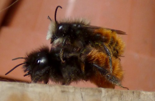 25102333992_a4a1aafc1c.jpg