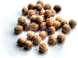 251px-Coriander.jpg