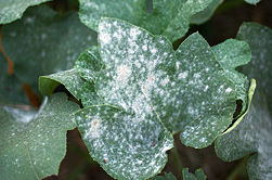 251px-Powdery-Mildew-Fungi-on-Pumpkin-Leaves.jpg