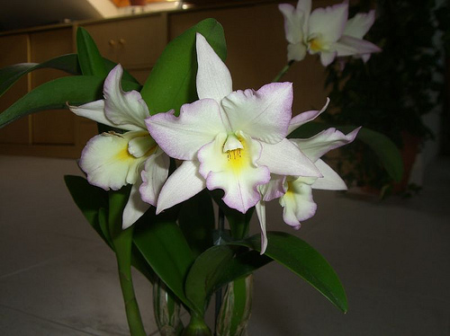 2530951839_d456cbae97.jpg