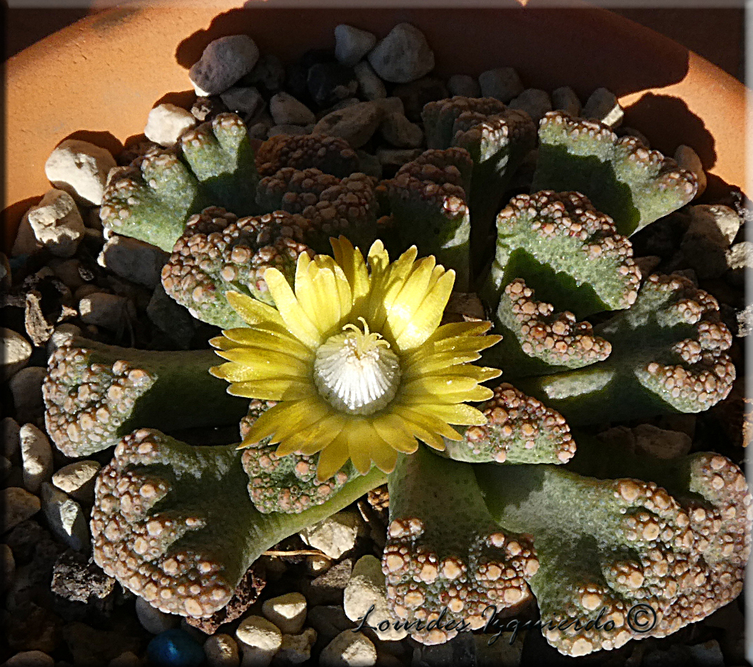 25313069968_a0d2c86eb1_o.jpg