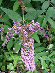 2538645898_cfa1a52e98_m.jpg