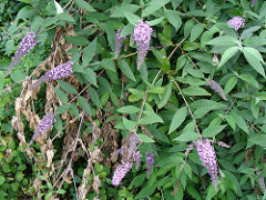 2538645914_c2875c603e_m.jpg