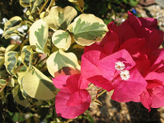 254754088_c25fd330f5_m.jpg