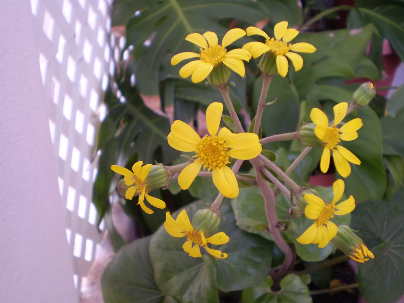 255j05l.jpg
