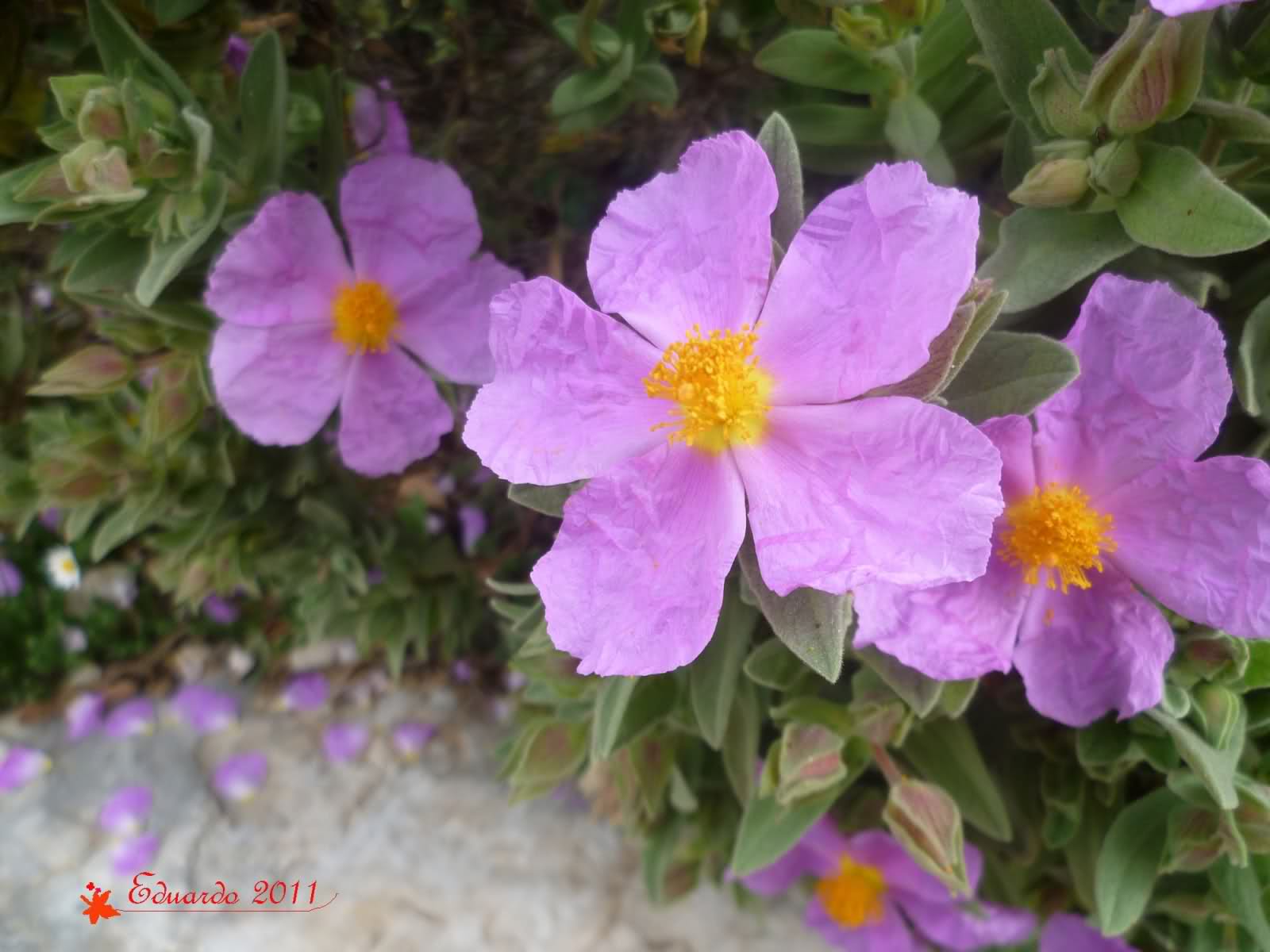 255ujiv.jpg