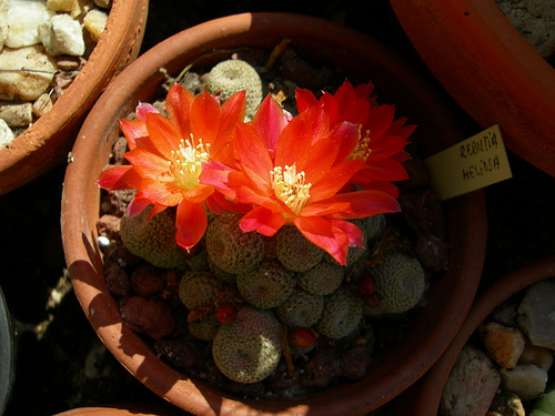 2560953213_f629affe58.jpg
