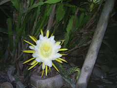 2563361798_7abd4999c4_m.jpg