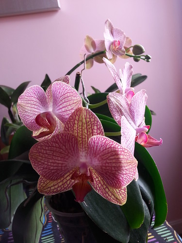 25693019960_6c4cb984c8.jpg