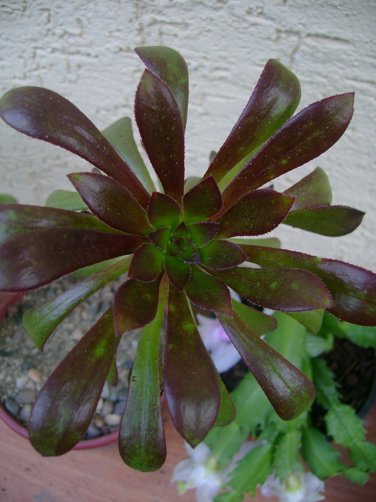 2570668989_7b505ef537_b.jpg