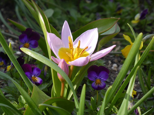 25706865716_f102e50442_z.jpg