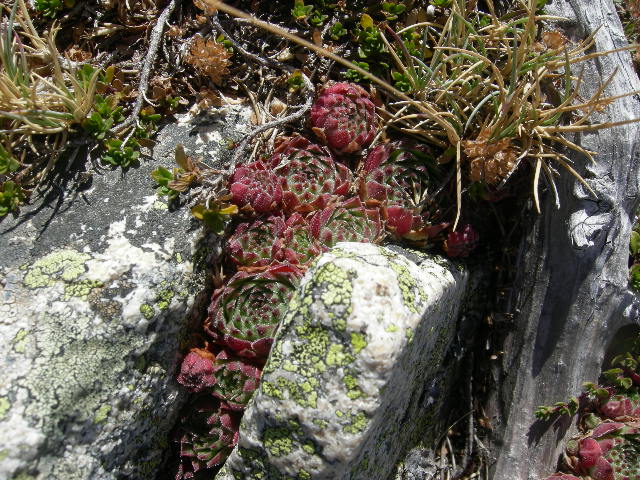 2578559436_d9d6466f8c_o.jpg