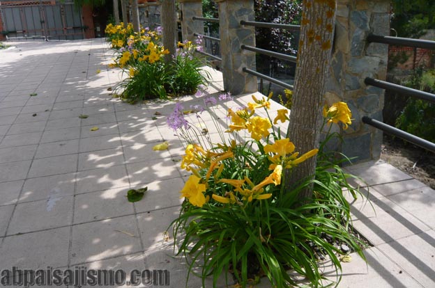 25788d1308576332-remodelacion-de-jardin-bajo-pinos-p1070490.jpg