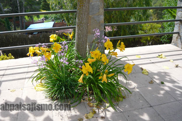 25789d1308576336-remodelacion-de-jardin-bajo-pinos-p1070491.jpg