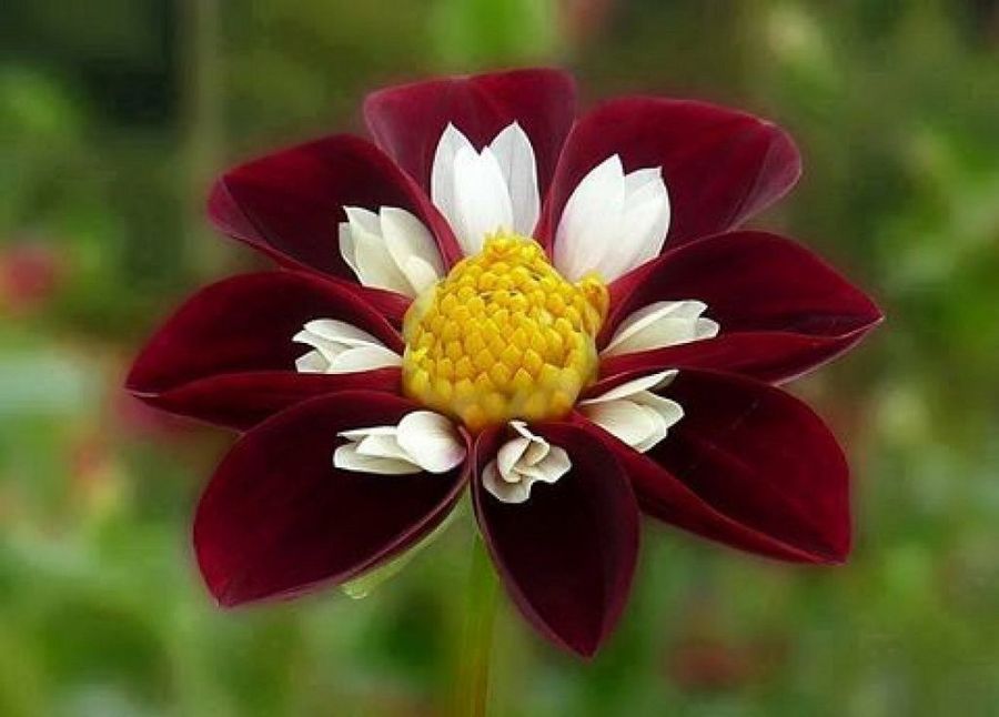 257V_900.jpg
