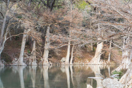 25904198-cipres-calvo-en-el-rio.jpg