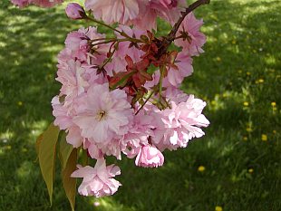 2599-prunus-serrulata-kanzan-2.jpg
