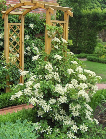 259Hydrangea%20Petiolaris.jpg