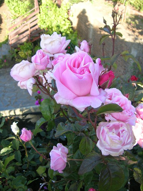 25_nov_06_036.jpg