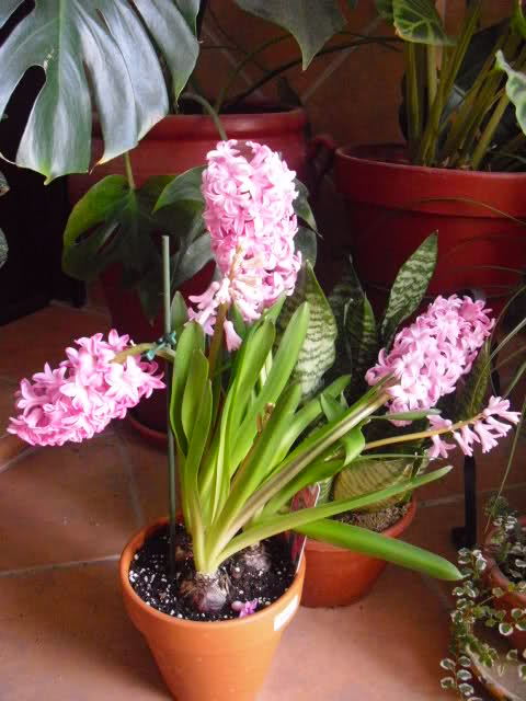 25f4l82.jpg