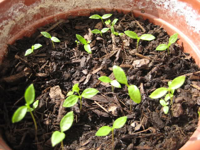 25hnv6h.jpg