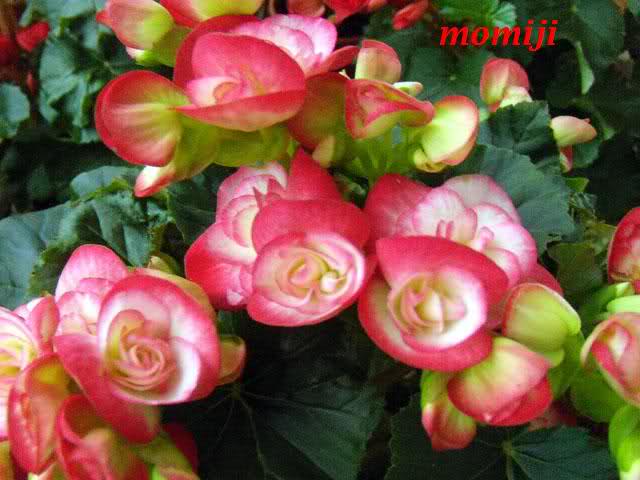 25jeao8.jpg