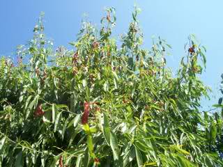 25p7rkx.jpg
