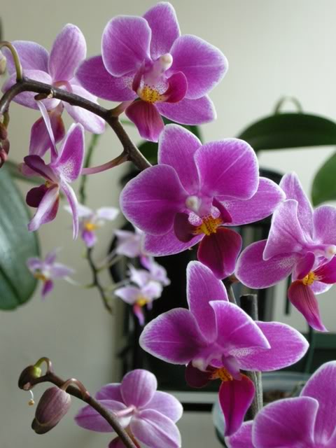 26-09-08017Phalflorpequea.jpg