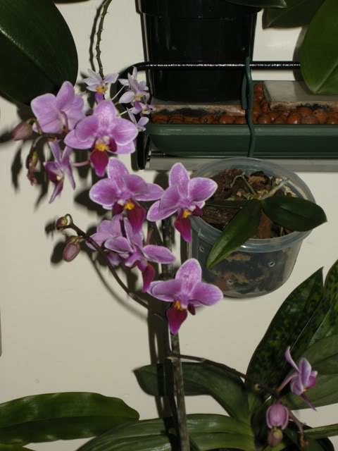 26-09-08019Phalflorpequea.jpg