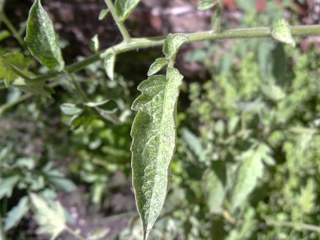 26022013075.jpg