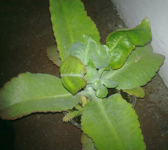 26032013680.jpg